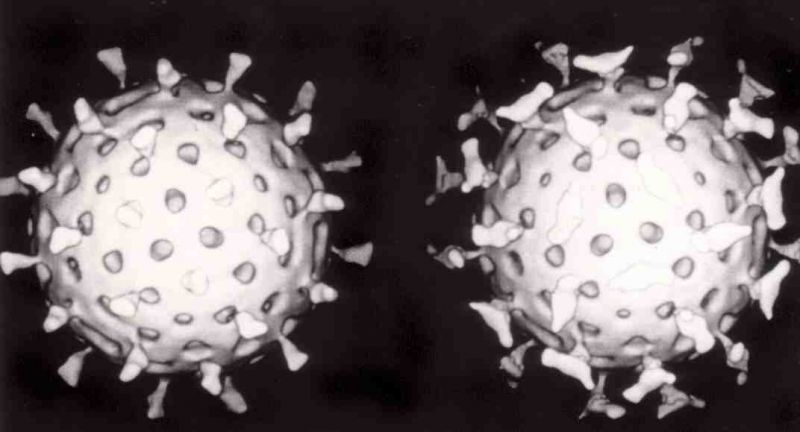 Rotavirus_with_antibody.jpg